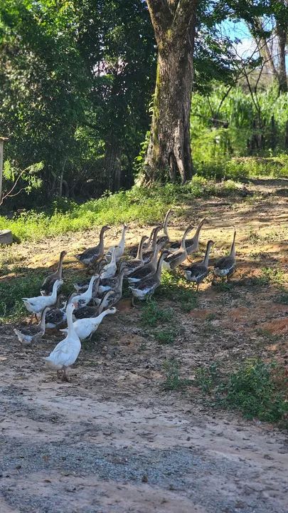 Casal de ganso - Foto 3