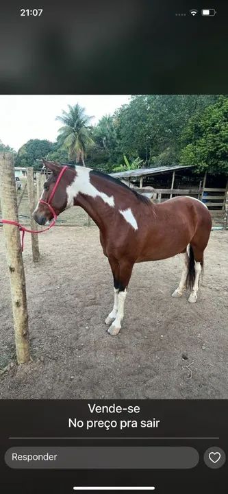 Egua Mangalarga Marchador