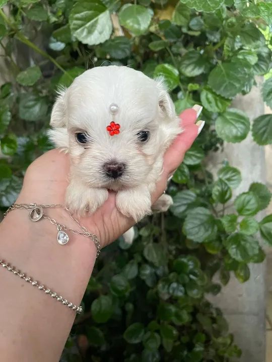 Fêmea de maltês baby face micro!! $2.300,00