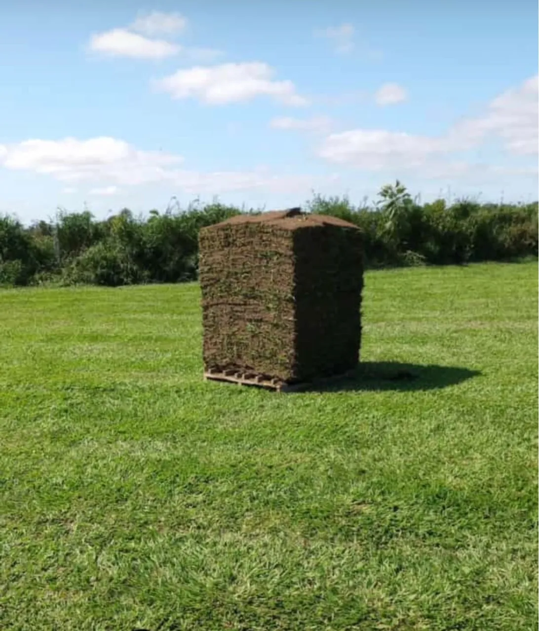 Grama em tapete já instalada