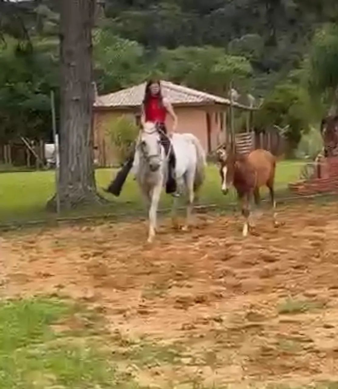 Égua QM com portro no pé a venda