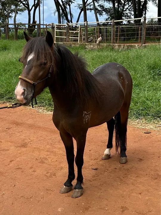 Mini pônei - Foto 4