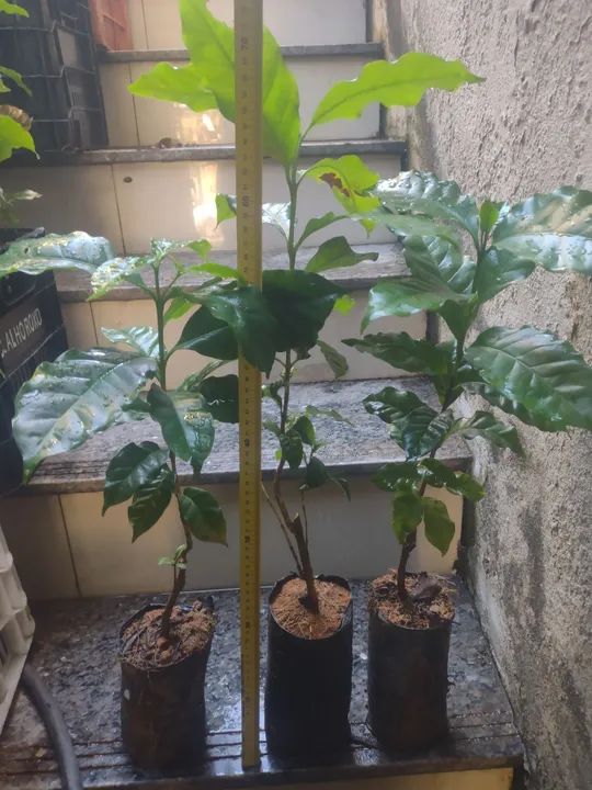 Muda de café - Foto 4