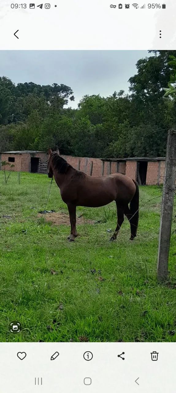 Égua tostada. - Foto 2