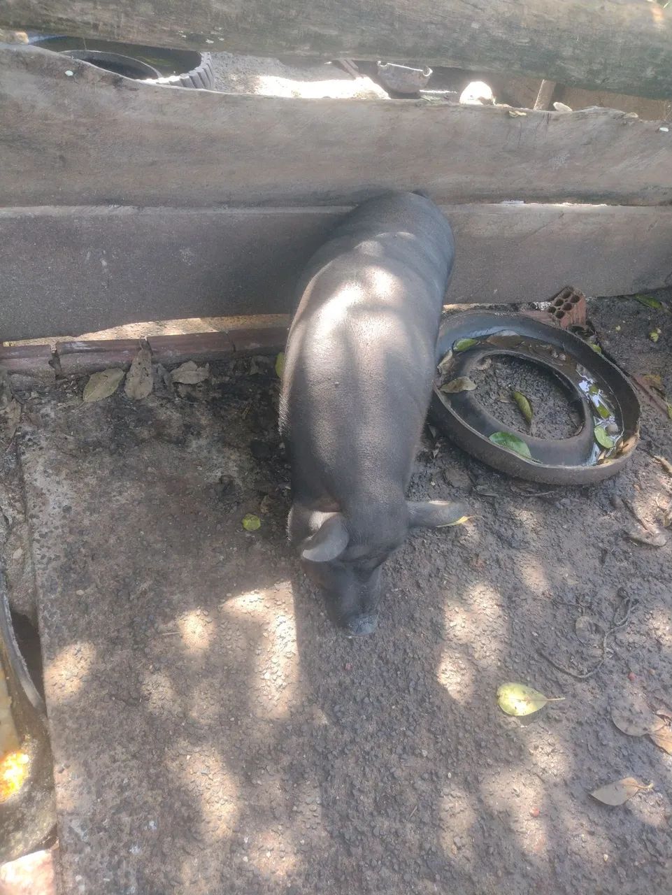 Vende-se Porco caipira 