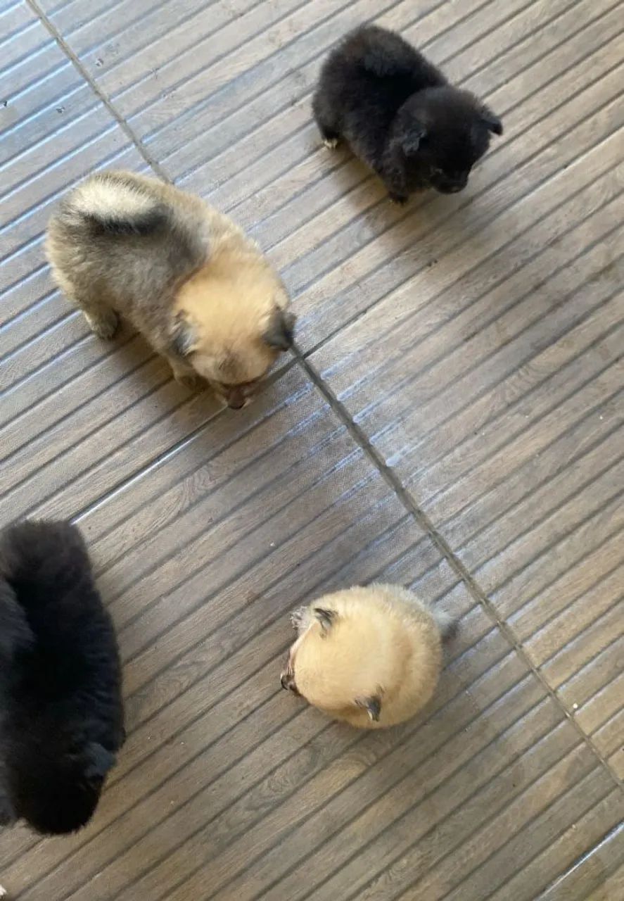 Filhote de Spitz Alemão : Pelúcia de 4 Patas! - Foto 3