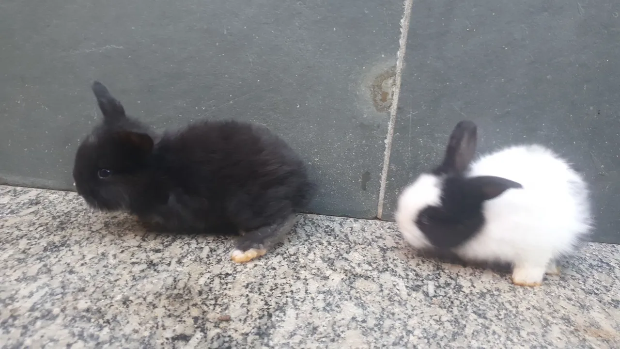 Coelhos a venda