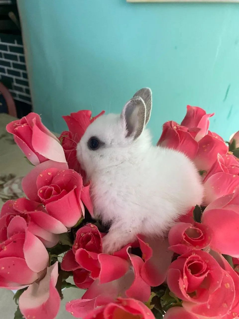 Coelhinhos anão nerteland  - Foto 5