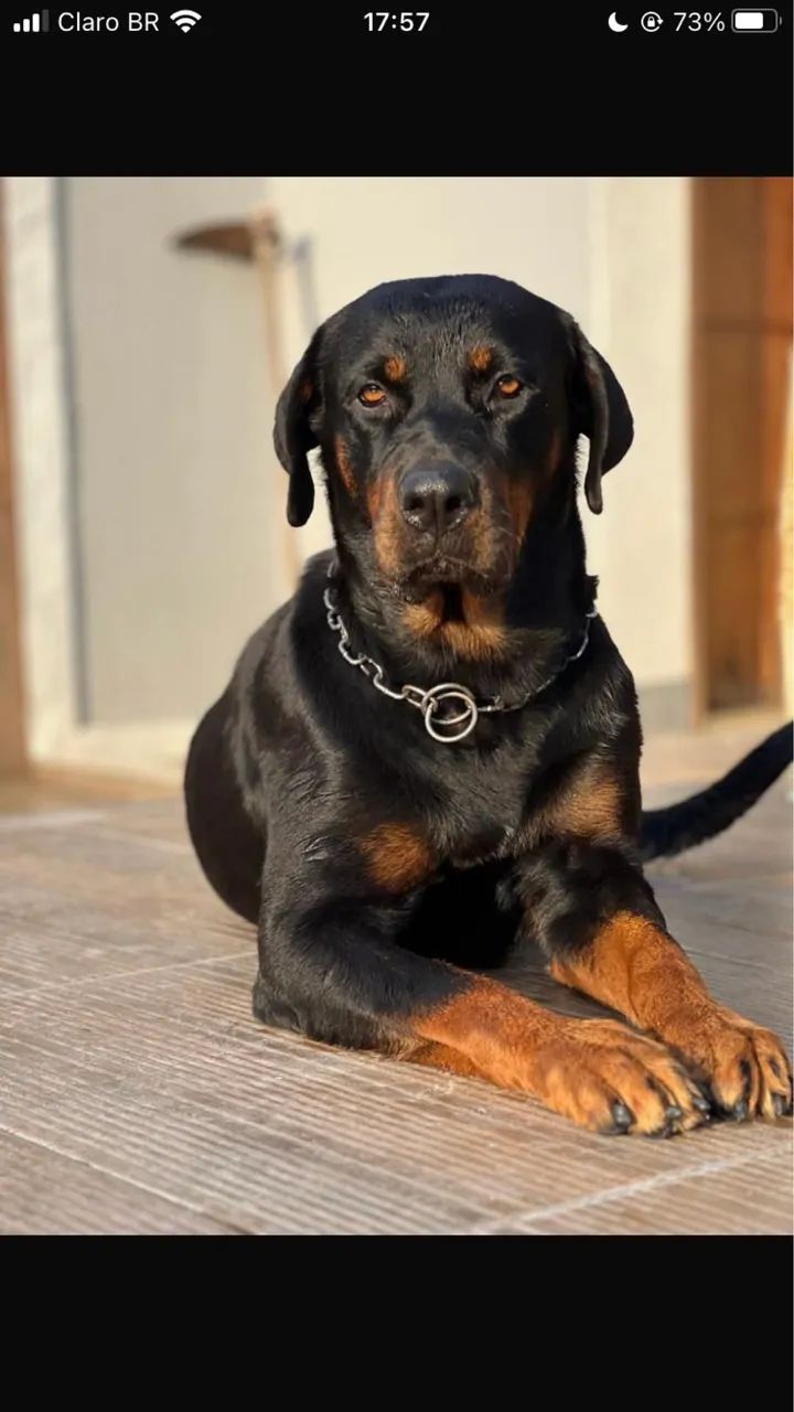 Vendo filhote de rottweiler macho