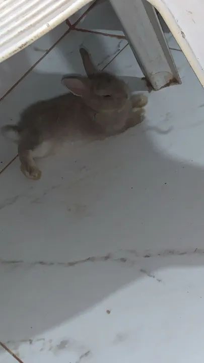 Coelhinho netherland dwaft - Foto 3