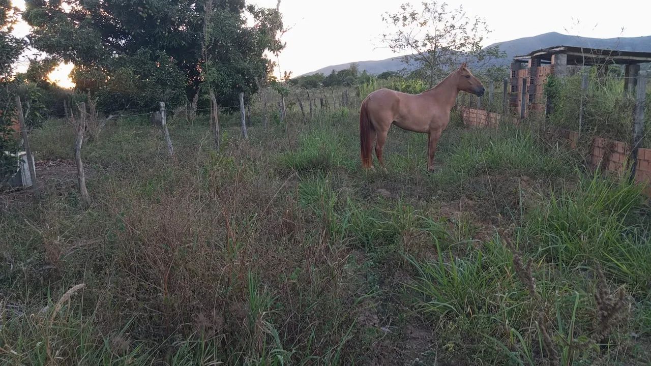 Égua para vender - Foto 4