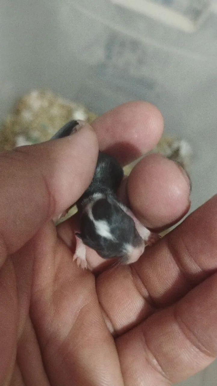 Filhotes de Gerbil a venda - Foto 5