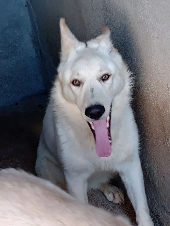 Pastor Branco Suíço  - Foto 6