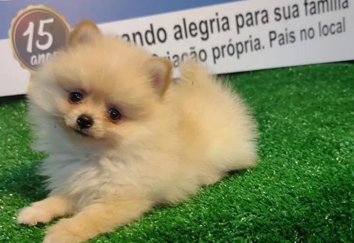 Filhote de Spitz Alemão disponível para adoção