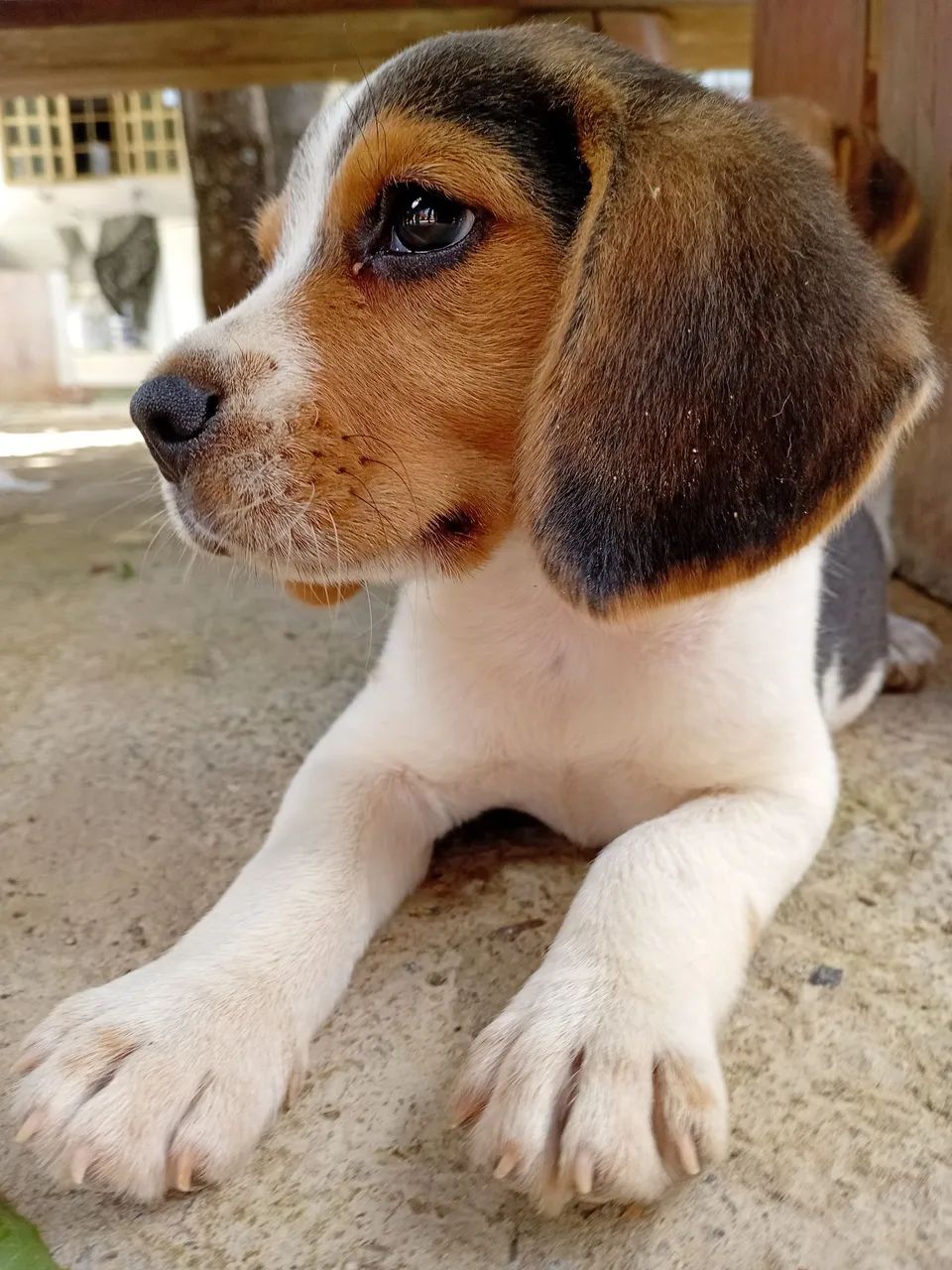 Filhote Beagle - Foto 2