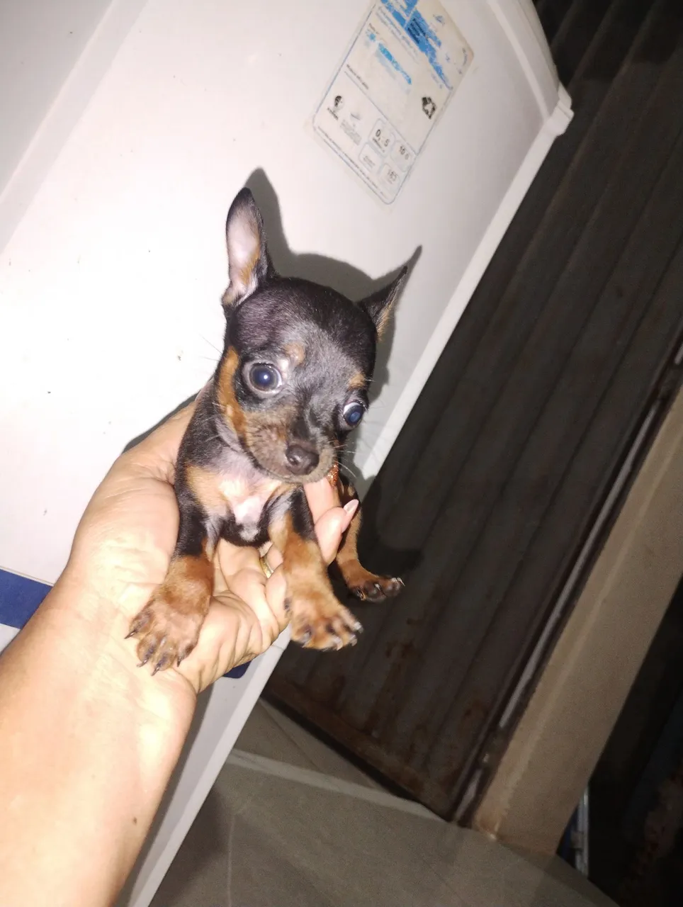 Filhote de Pinscher Miniatura - Para adoção