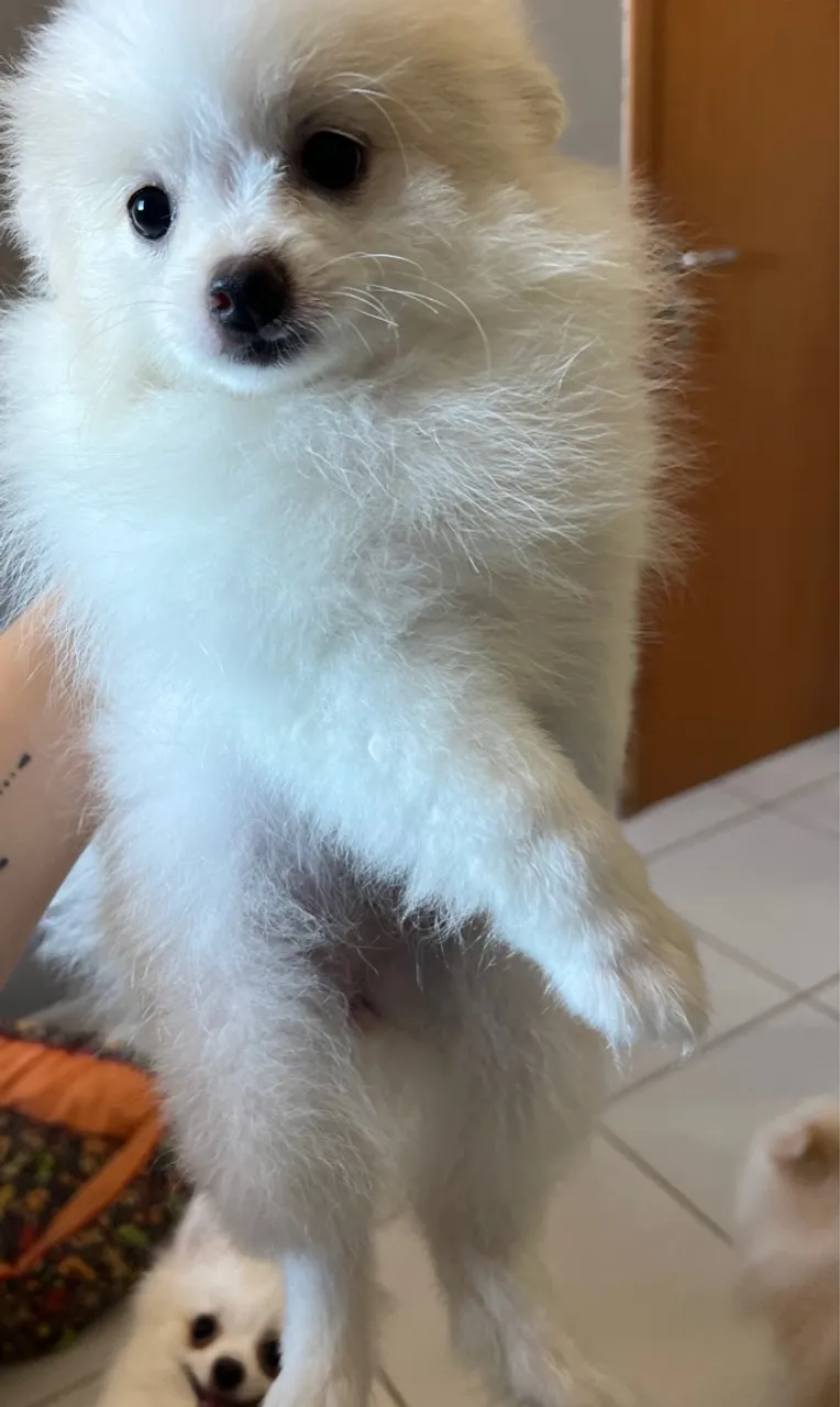 Filhote de Spitz Alemão fêmea