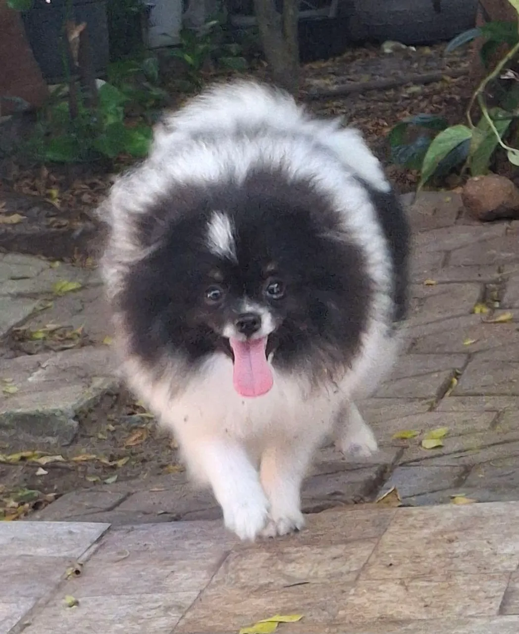 Filhote de Spitz Alemão Macho