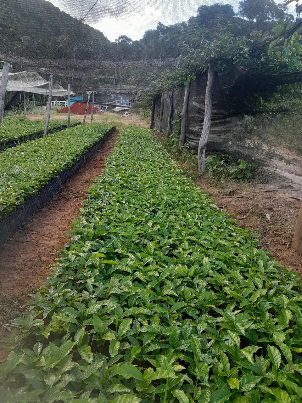Mudas de café  - Foto 4