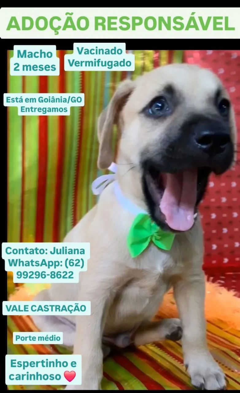 Filhote macho para Adoção Responsável  - Foto 3