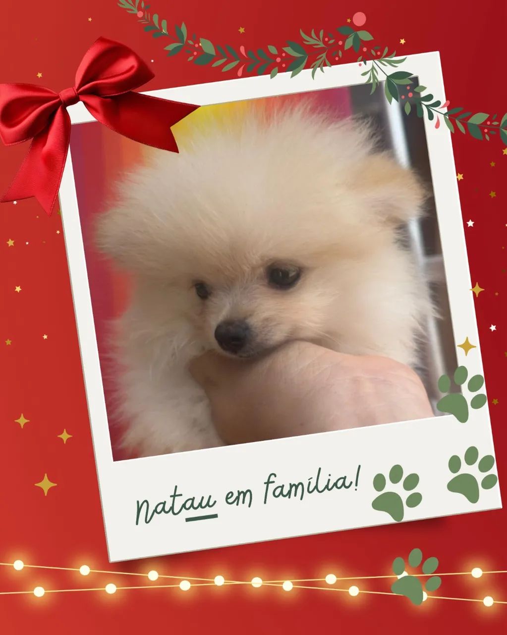 Lulu da Pomerania - Foto 6