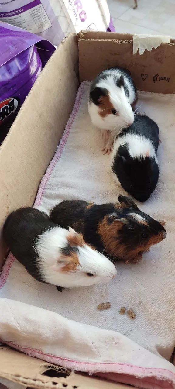 Filhotes de Porquinhos da índia - Foto 2