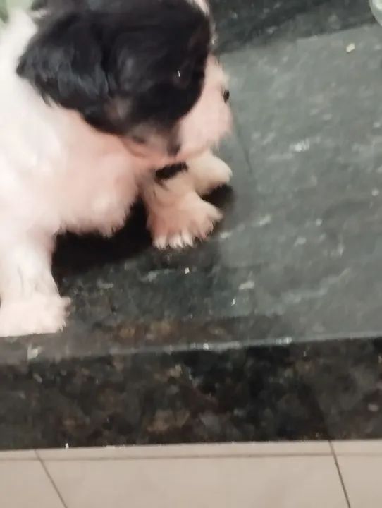 Filhote de Shitzu  - Foto 3