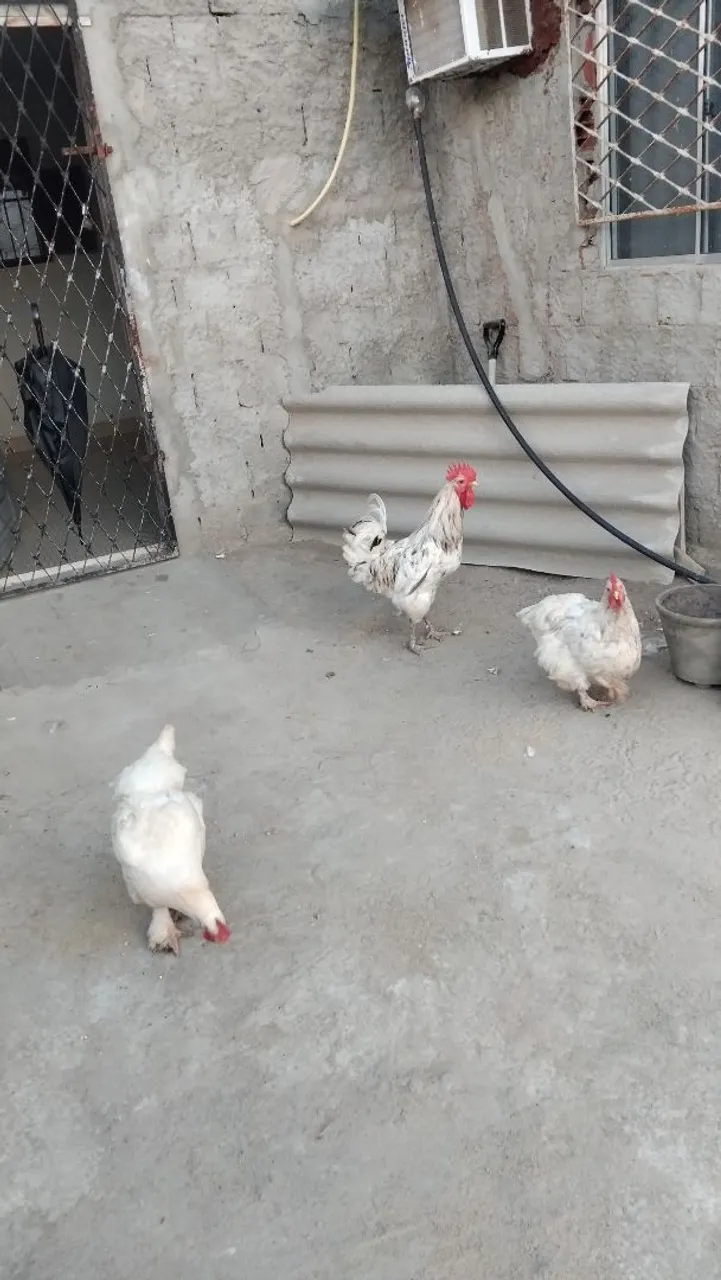 Galinha brahma