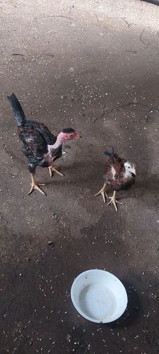 Índio gigante  - Foto 4