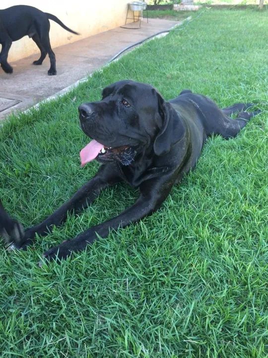 Cane Corso Filhotes na Cor Preto - Foto 3