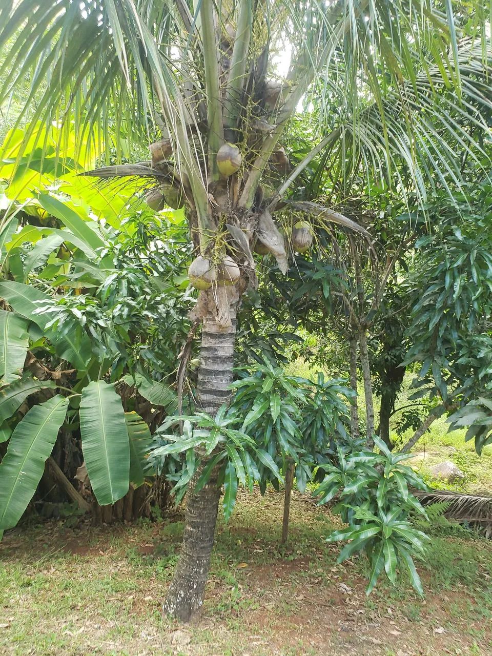 Foto - Governador Valadares - Lourdes