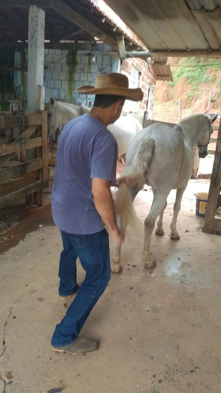 Égua Mangalarga Marchador "PICADA"  forte, dócil, qq um monta. Para cavaleiro exigente.  - Foto 4