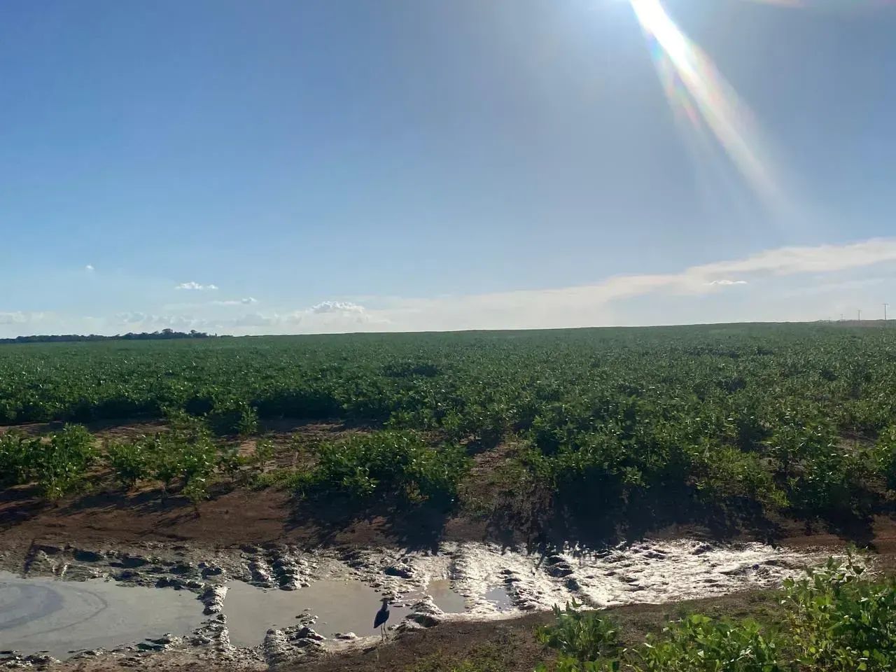 Fazenda a venda, em Talismã Tocantins! - Foto 4