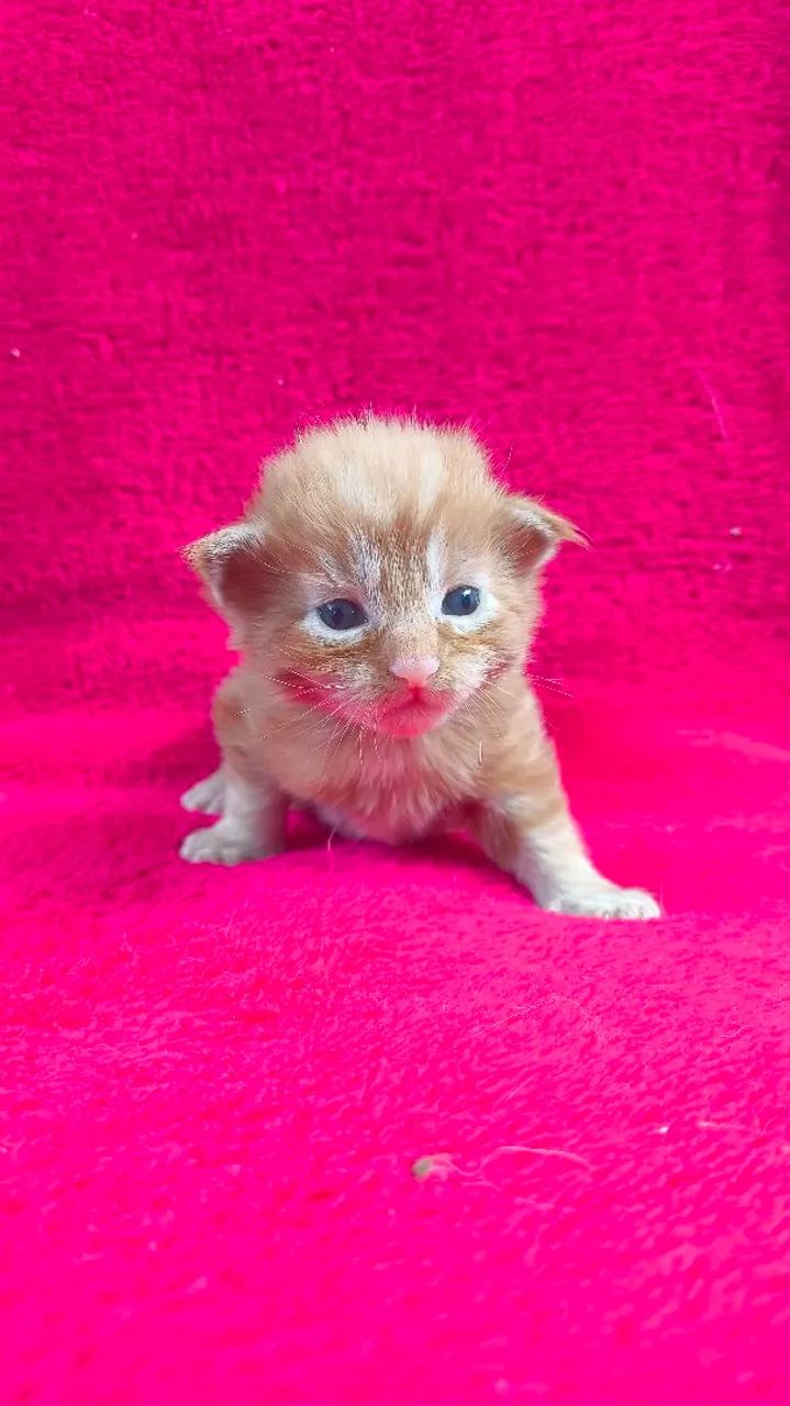 Maine Coon filhotes/ Gatil Cieslak  - Foto 4