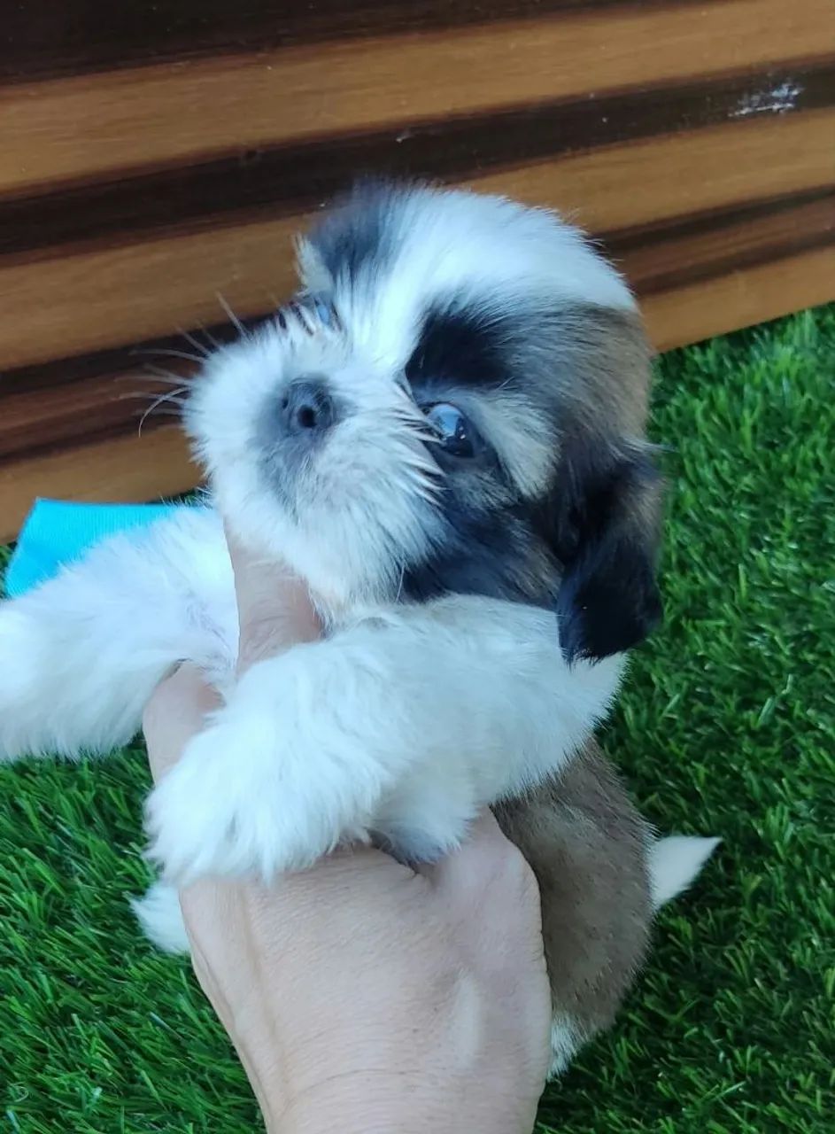 Vendo Shitzu macho ? - Foto 4