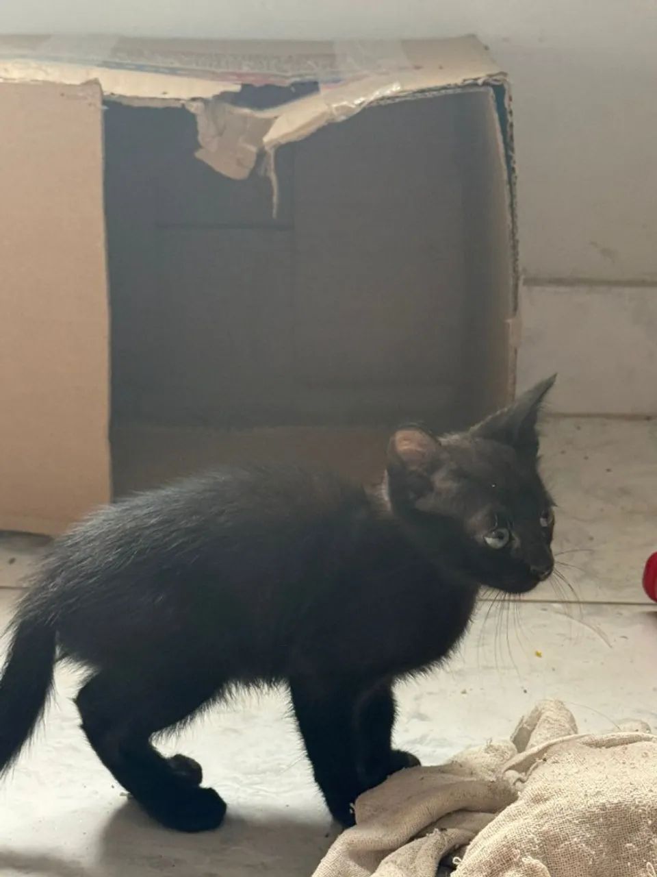 Gatinhos para adoção responsável - Foto 2