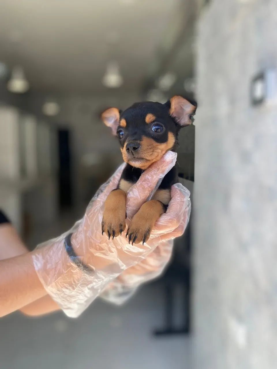 Pinscher zero - Macho chocolate cor inédita com segurança e procedência