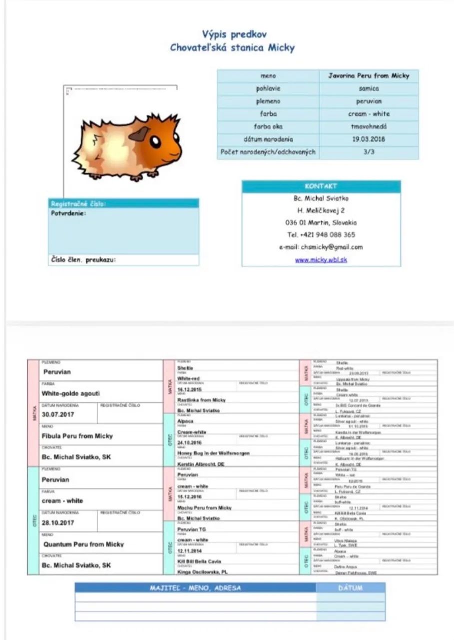 PORQUINHO-DA-ÍNDIA - PERUANO PEDIGREE + MICROCHIP LINHAGEM EUROPEIA IMPORTADA EM 2018 - Foto 6