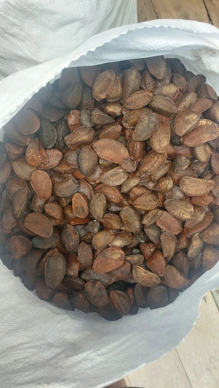 Castanha  - Foto 2