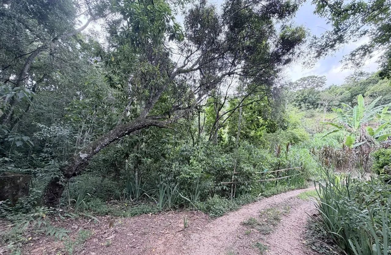 Imóvel para venda possui 65000 metros quadrados em Área Rural de Pinhalzinho - Pinhalzinho - Foto 9