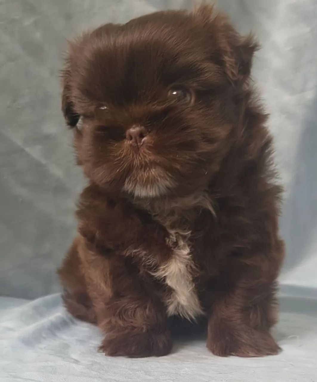 Lindo machinho  de Shitzu disponível  - Foto 4