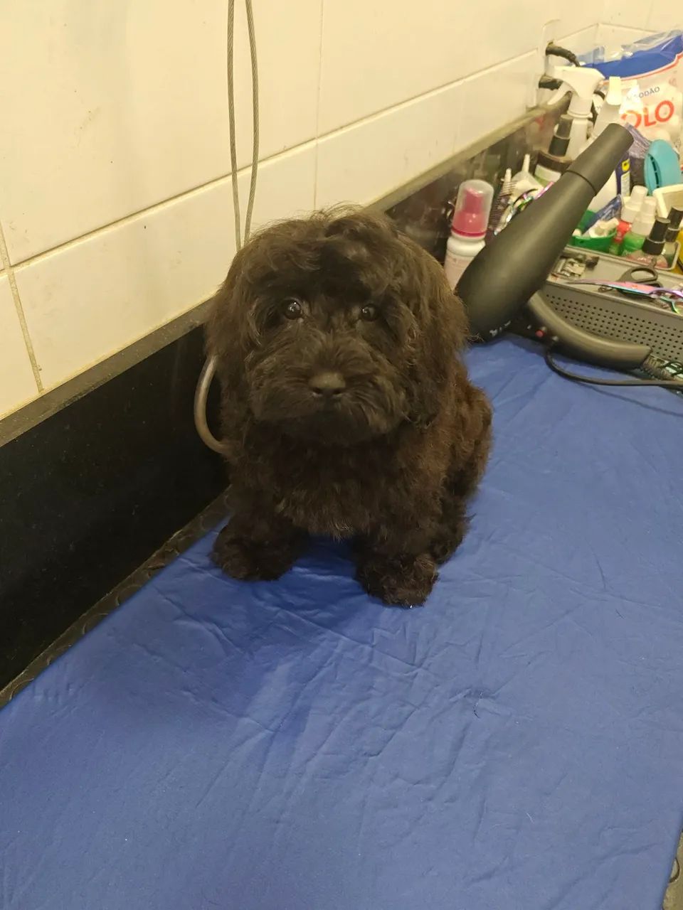 Lindíssima filhote de Cavapoo cor Preto e Creme - Foto 2