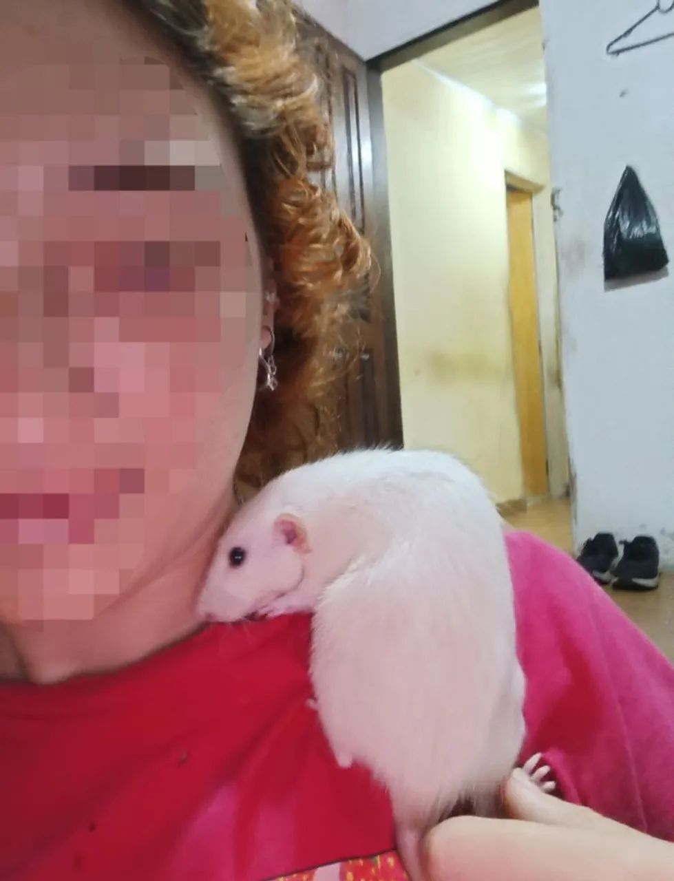 Rato Twister em Maceió  - Foto 3
