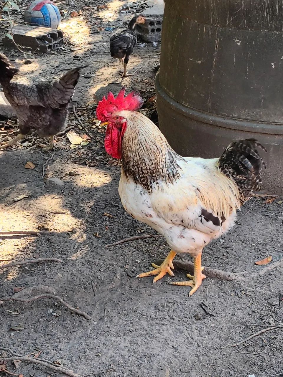 Vende-se dois galos! - Foto 3