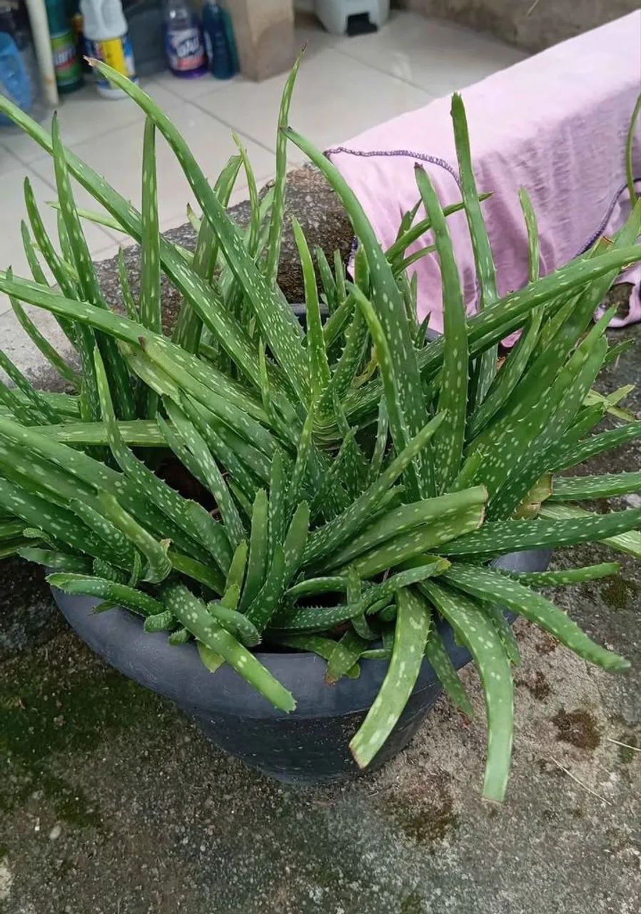 Babosa planta 