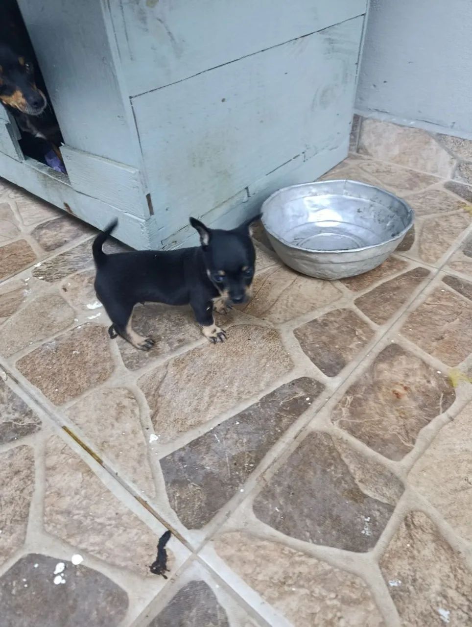 Filhote cachorro  - Foto 2