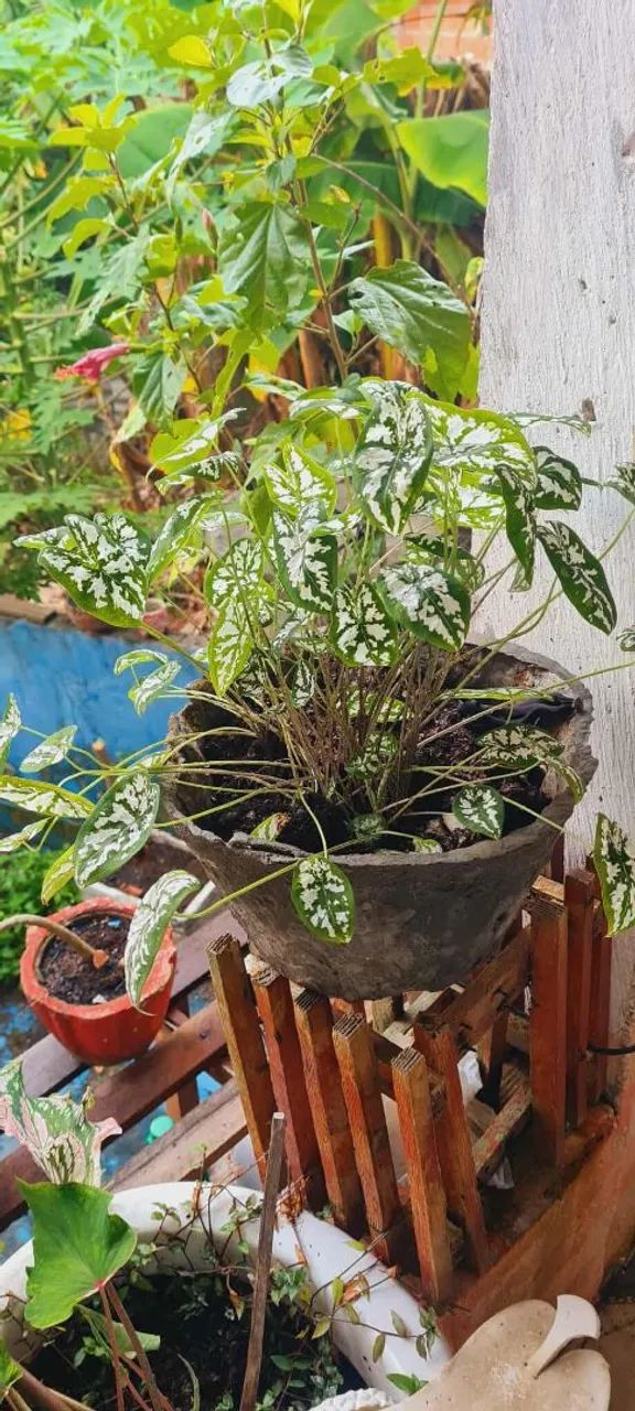 Vasos&Plants  - Foto 5
