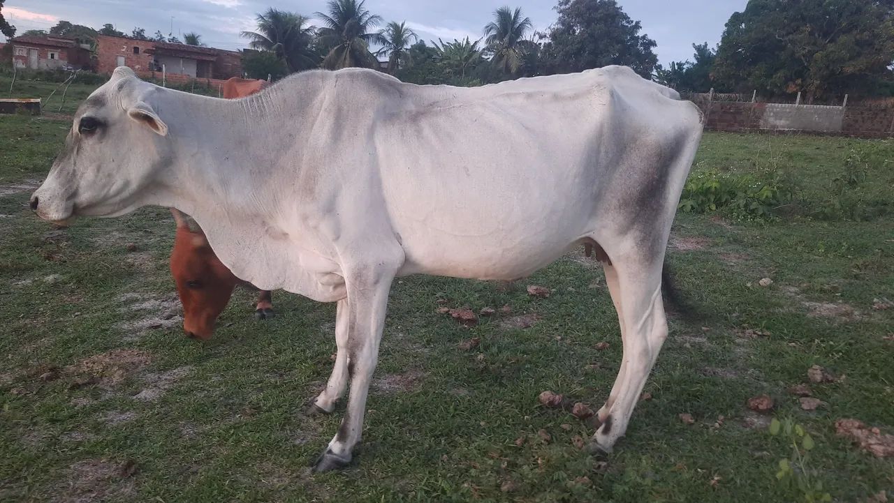 VACA NELORE COM TABAPUÃ PRA VENDER - Foto 5
