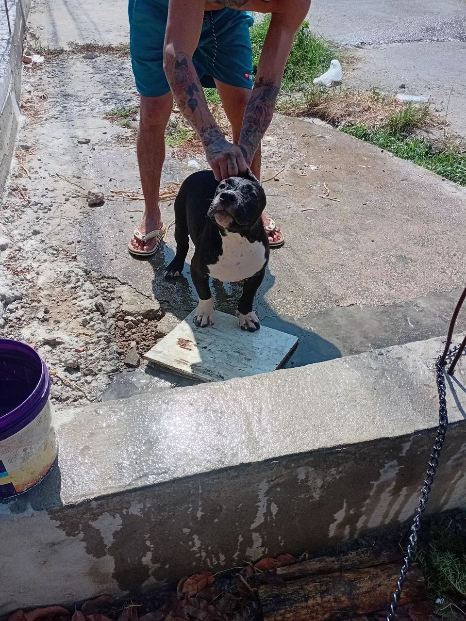 Cães  - Foto 3
