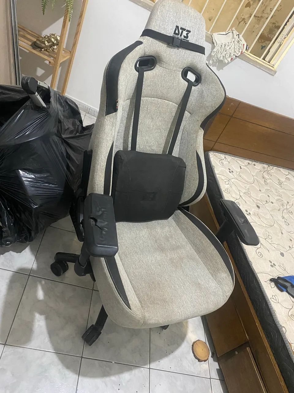 Cardeira geme  - Foto 3